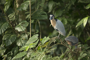 heron